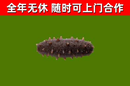 大庆回收海参干